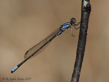 Enallagma geminatum, male